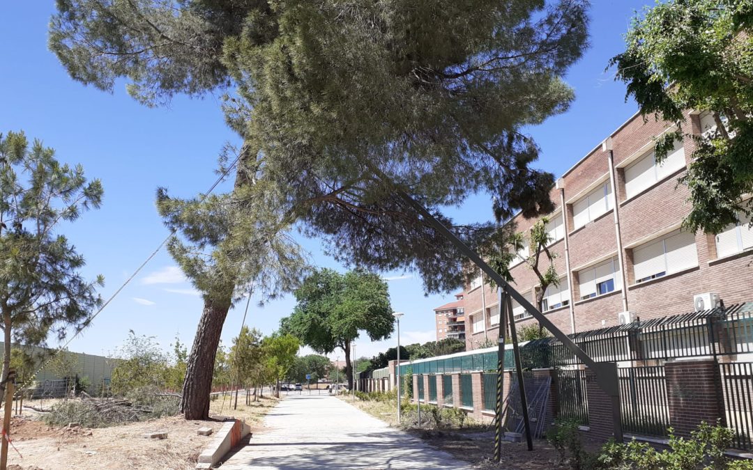 Instalación de sustentación de arbolado DISART en Alcalá de Henares (Madrid)