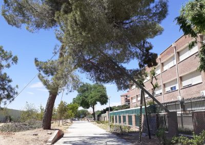 Instalación de sustentación de arbolado DISART en Alcalá de Henares